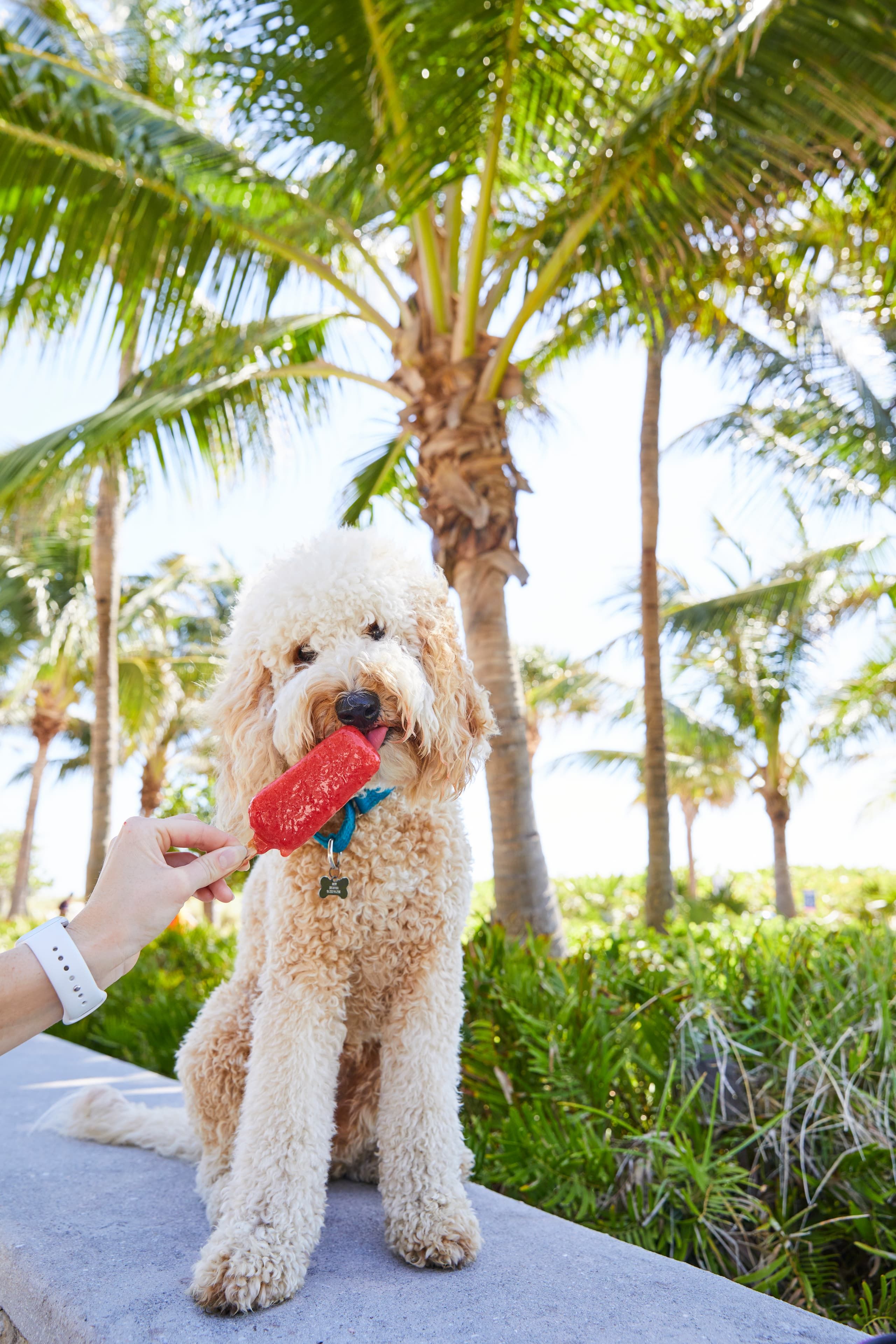 Pop Queen strawberry honey ice pop